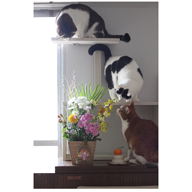 ktnさんの実例写真