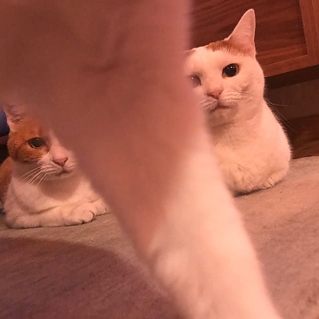 sakurasakuさんの実例写真