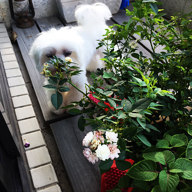 garden/玄関/入り口/犬のインテリア実例 - 2020-11-18 20:34:01