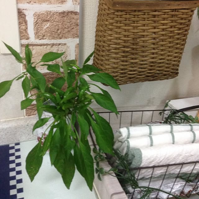 maaさんの実例写真