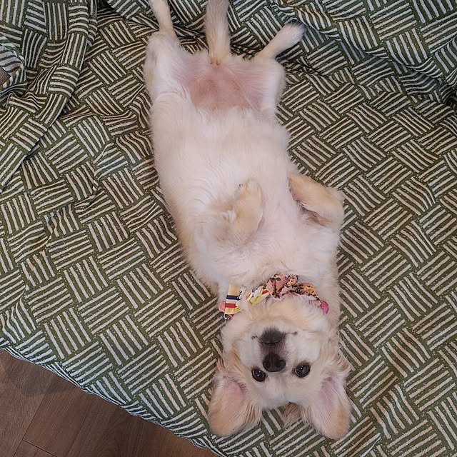 chihaさんの実例写真