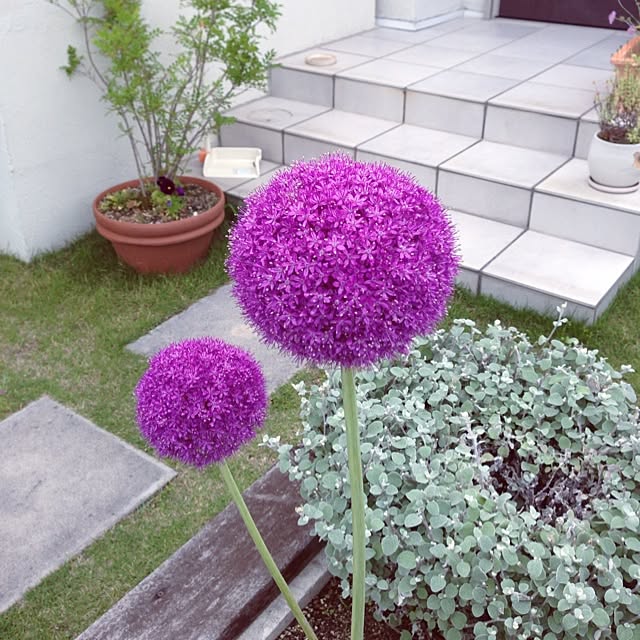 chiekoさんの実例写真