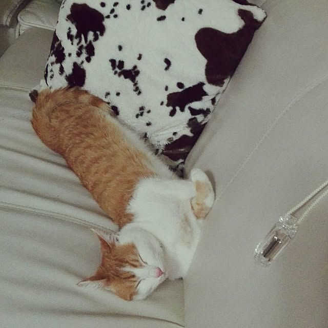 Toyomiさんの実例写真