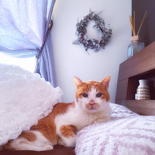 miruさんの実例写真