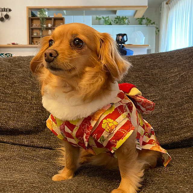 chachamamaさんの実例写真