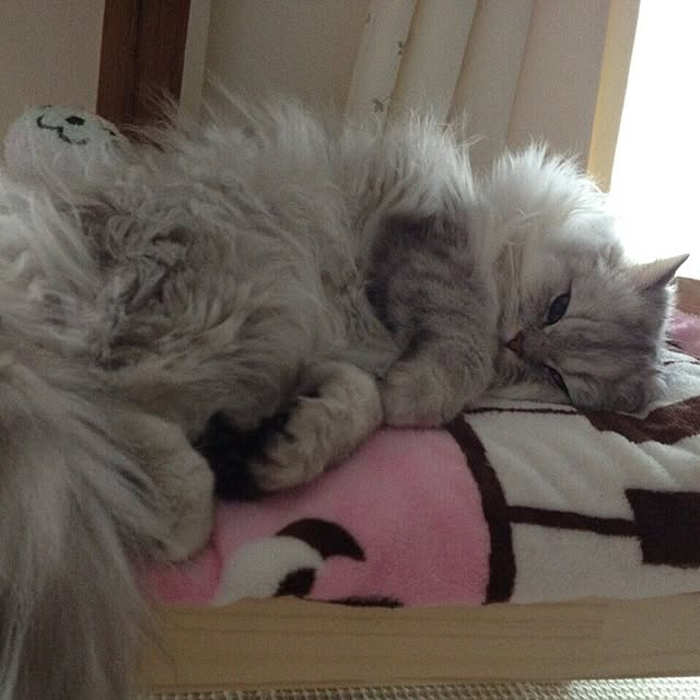 kumaさんの実例写真