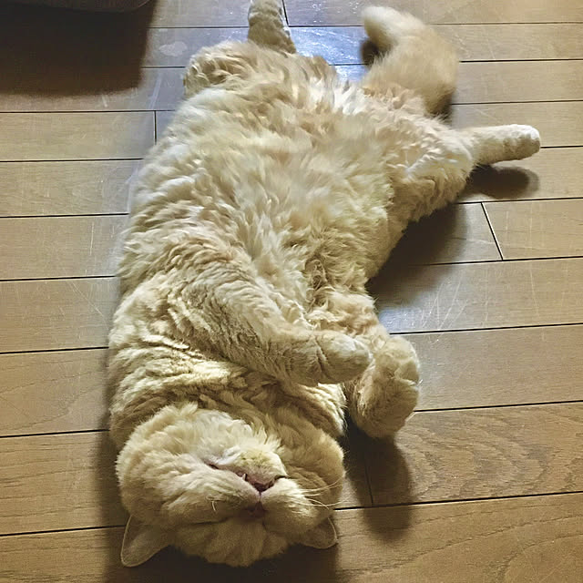 naokoさんの実例写真