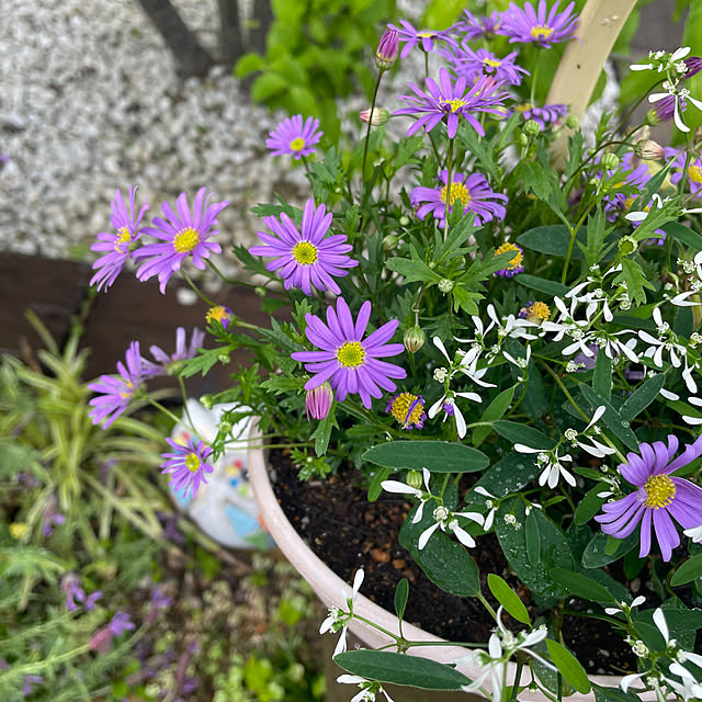 kuikoさんの部屋