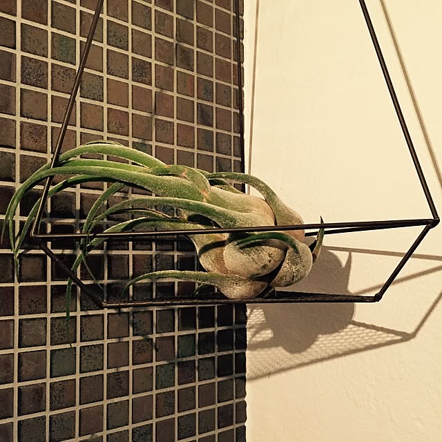 romimushiさんの実例写真