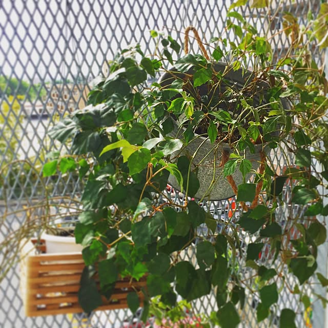 玄関/入り口/一人暮らし/観葉植物のインテリア実例 - 2016-02-27 23:31:00
