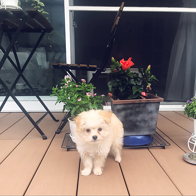 flowerさんの実例写真