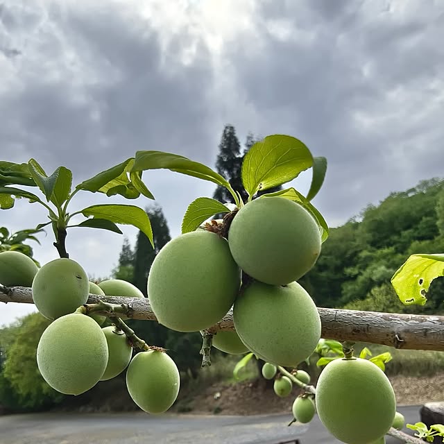 Rubiconさんの部屋