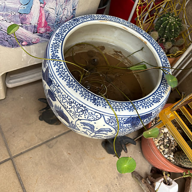 portulacaさんの部屋