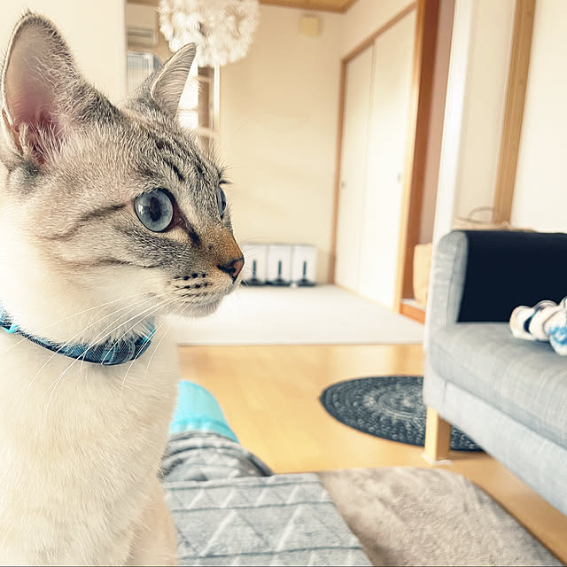 yu-さんの実例写真
