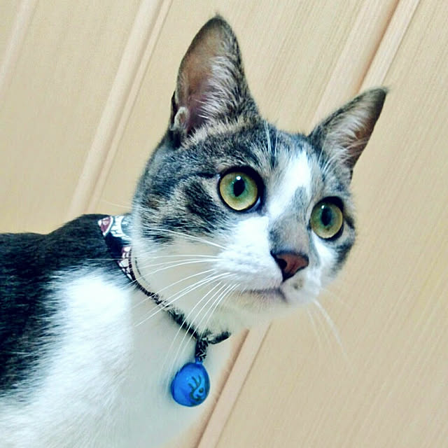 totoko3927さんの実例写真