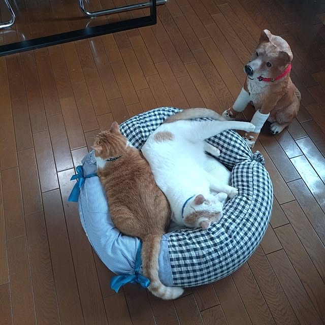 NOAHさんの実例写真