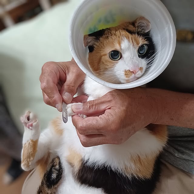 nanaさんの部屋