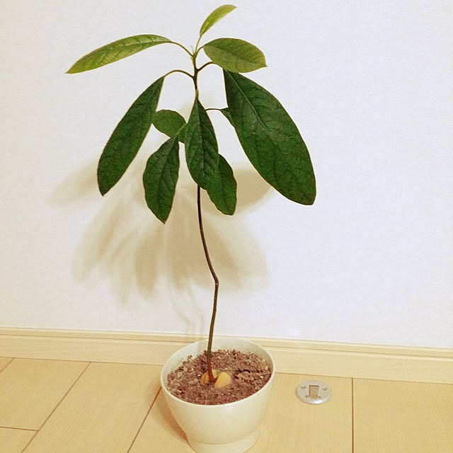 nanaさんの実例写真
