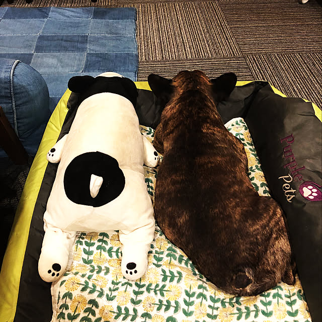 pecoさんの実例写真