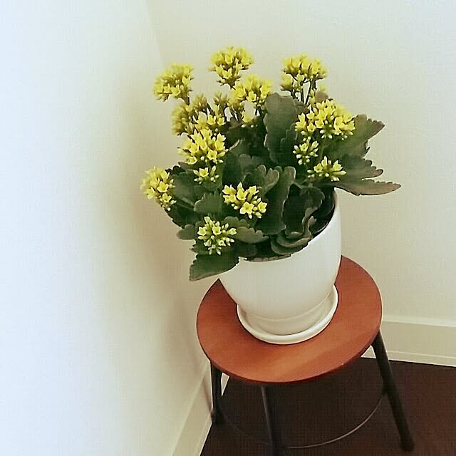 lovesspongebobさんの実例写真