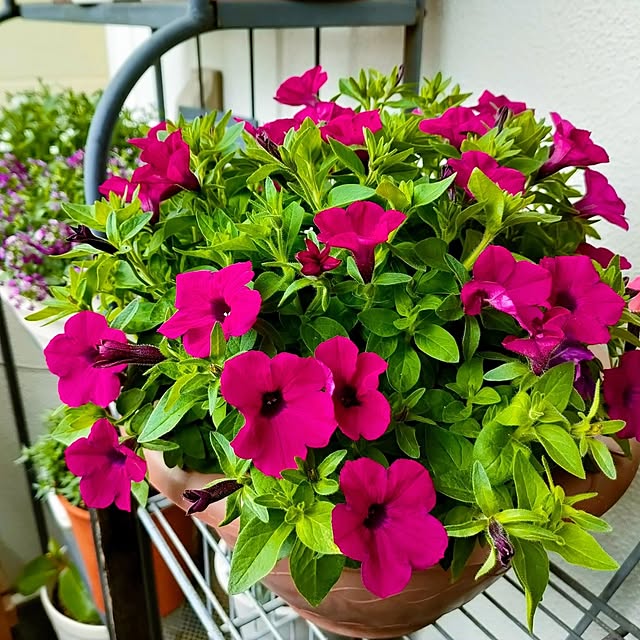 VERANDARJUNさんの実例写真