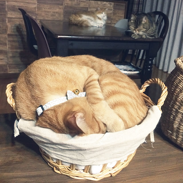 annさんの実例写真
