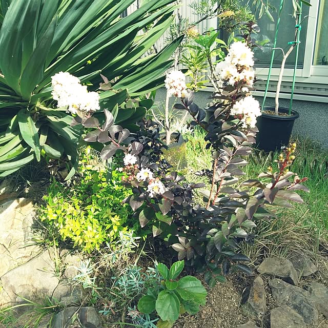 chocococoaさんの部屋