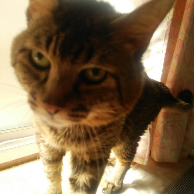 kittenblueさんの実例写真