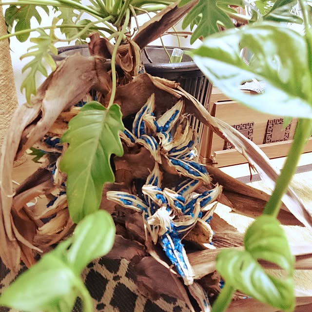 ganeshさんの実例写真