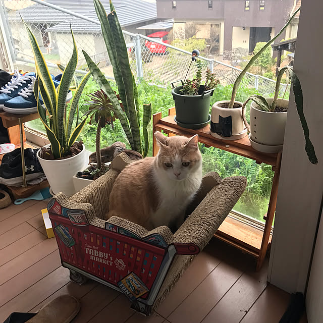 実例写真