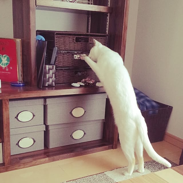 andante365さんの実例写真
