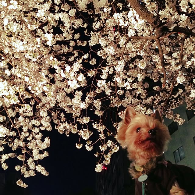 yuchinさんの実例写真