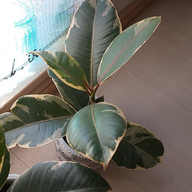 KOHAKUさんの実例写真