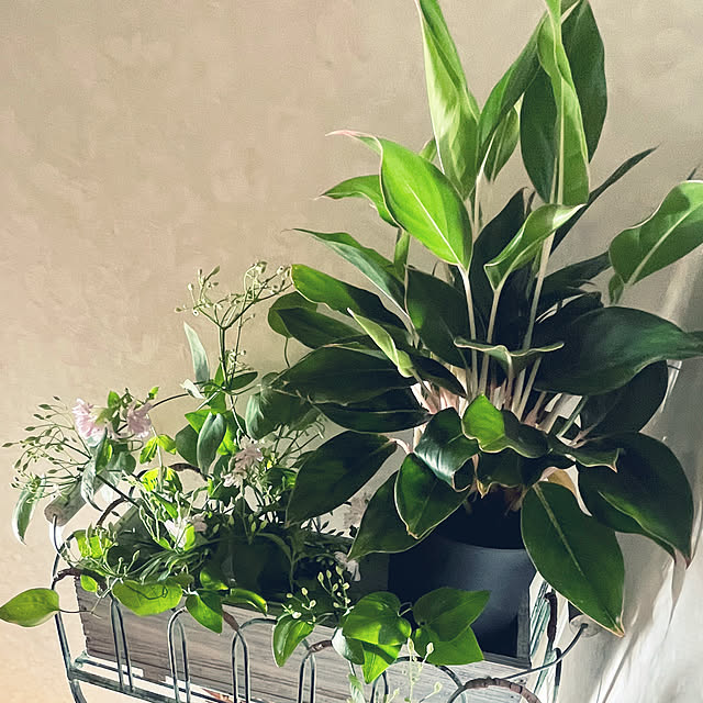 cota2さんの部屋