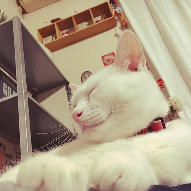 Miechamさんの実例写真