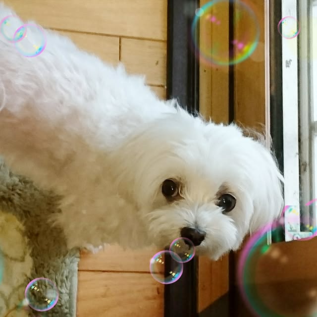 pocoさんの実例写真