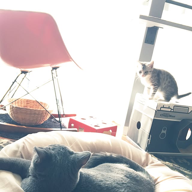 Shojiさんの実例写真