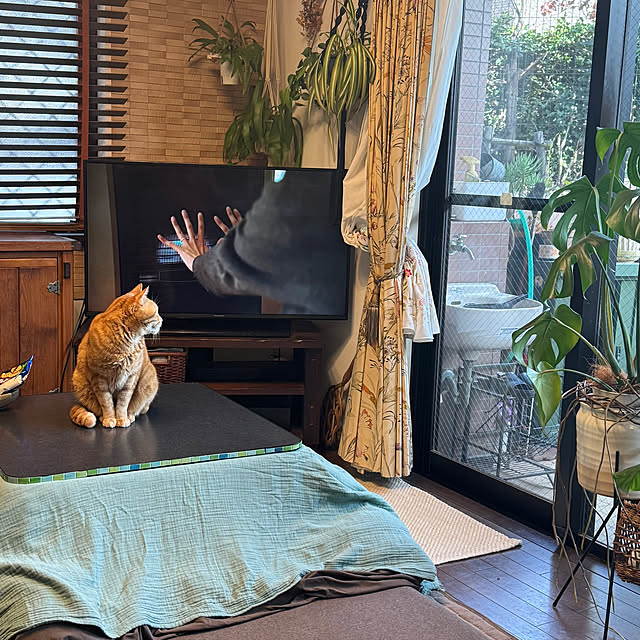 okyosan101さんの実例写真