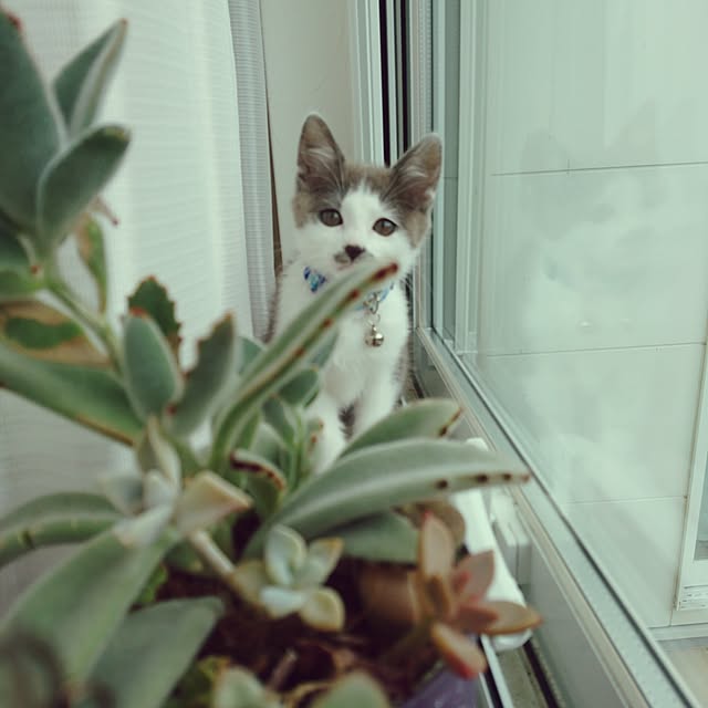 hiroさんの実例写真
