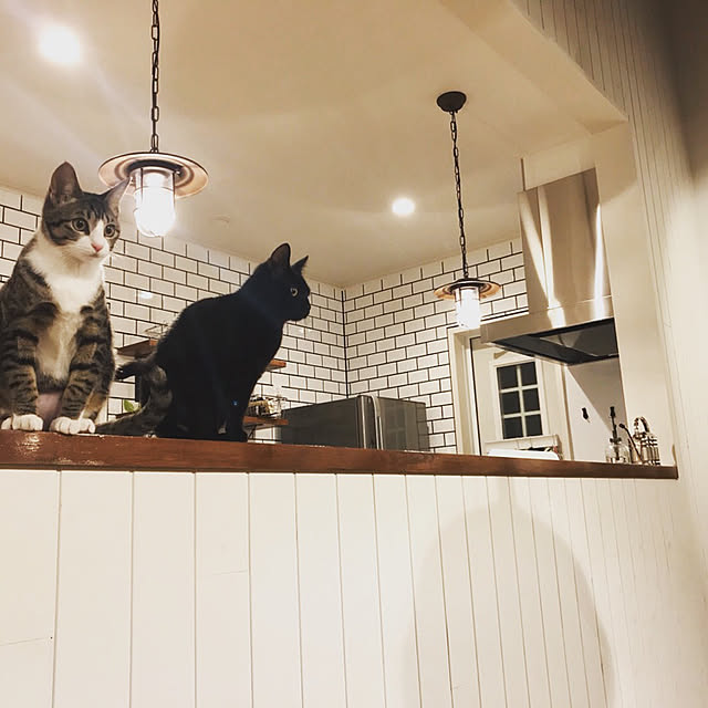 blackcatさんの実例写真