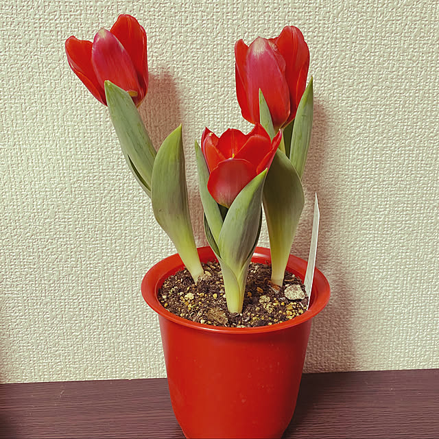 miya0804さんの実例写真