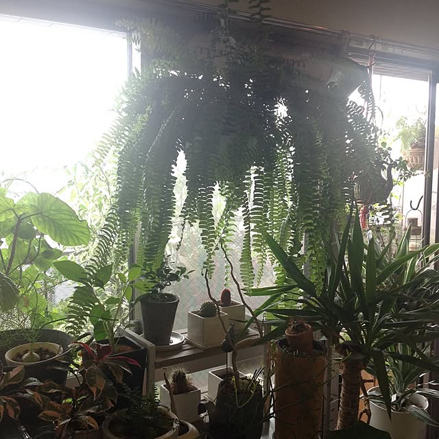 リビング/観葉植物のインテリア実例 - 2015-12-08 21:21:14