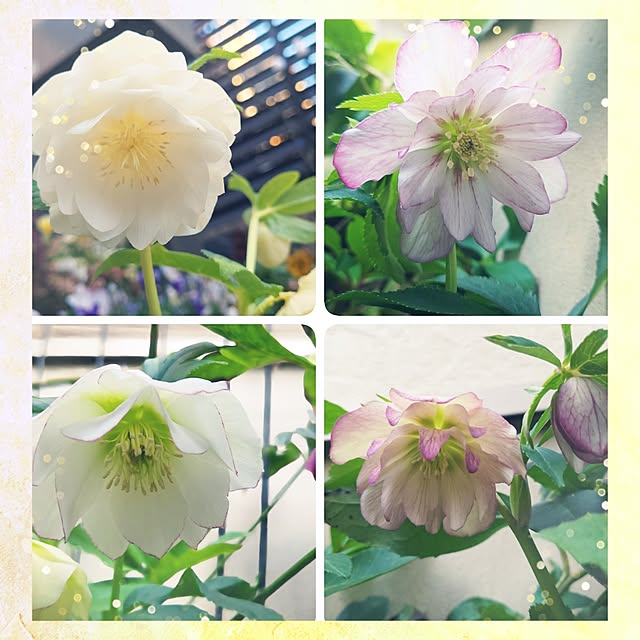 mimi828さんの実例写真
