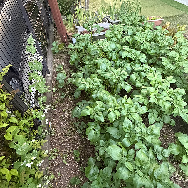 applepieさんの実例写真