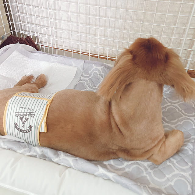 kyorinkoさんの実例写真