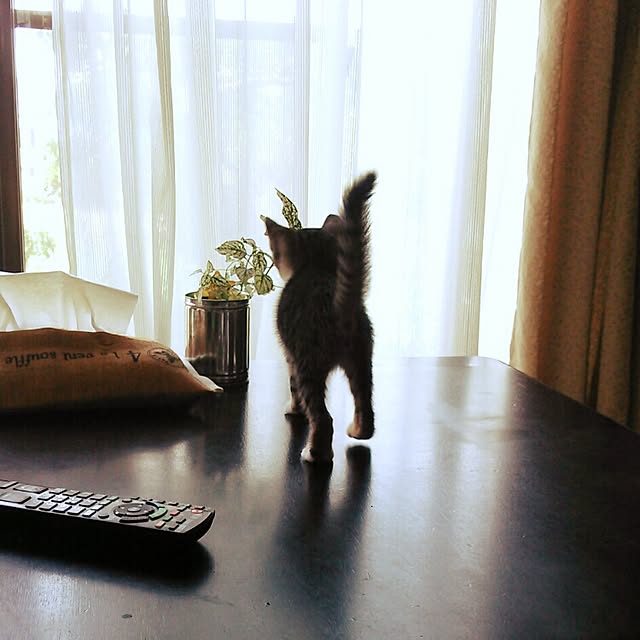 kazukoさんの実例写真