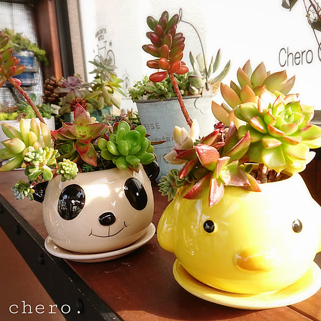 chero.さんの実例写真