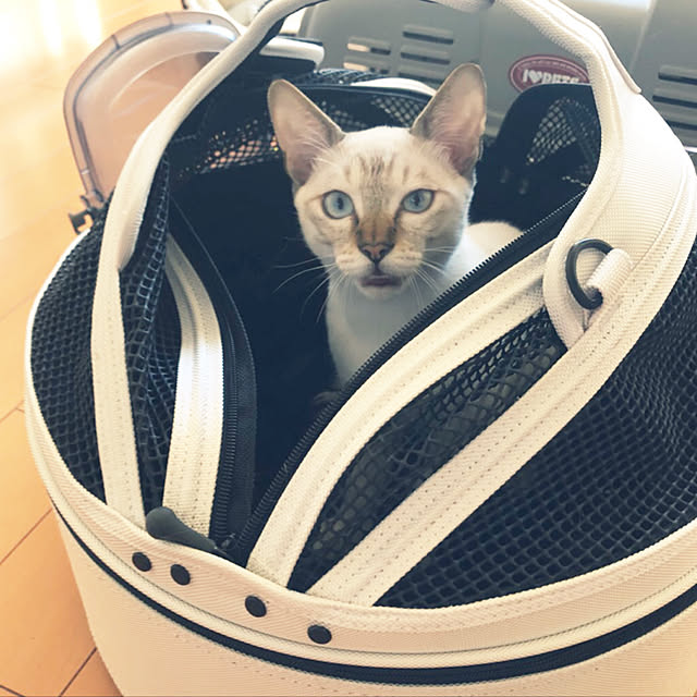 gingerwynksさんの実例写真