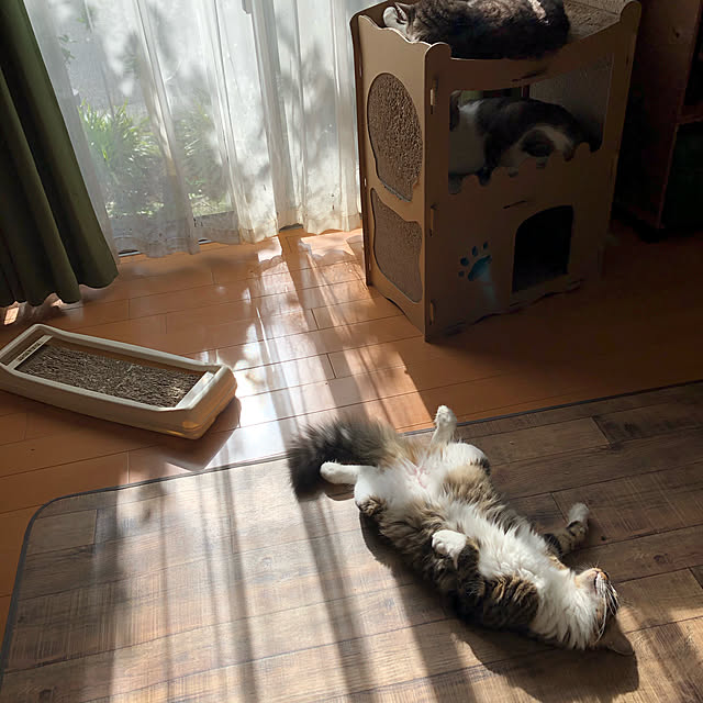junbuさんの実例写真