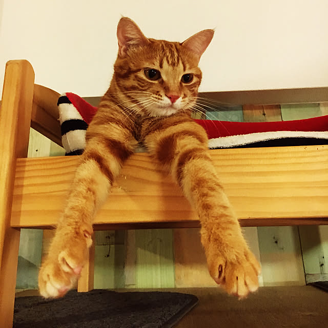 miyamiさんの実例写真